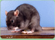 rat control Tiverton